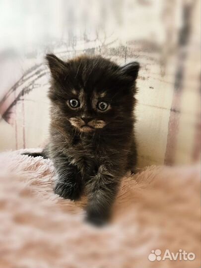 Шотландская прямоухая кошка