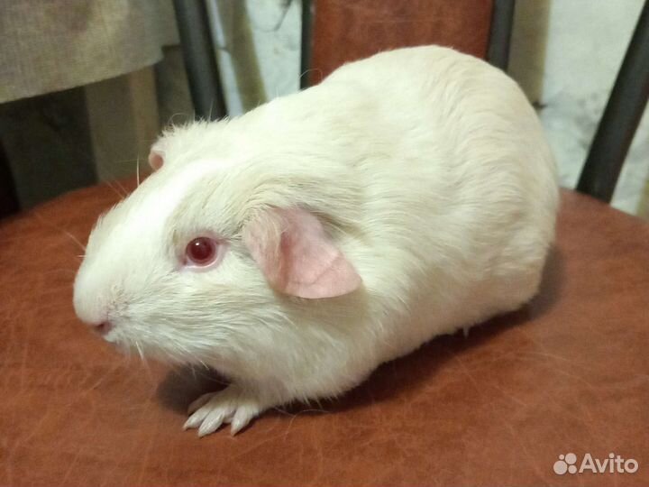 Морские свинки