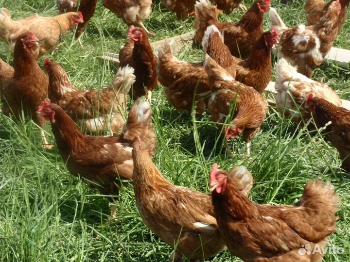 Куры несушки с доставкой
