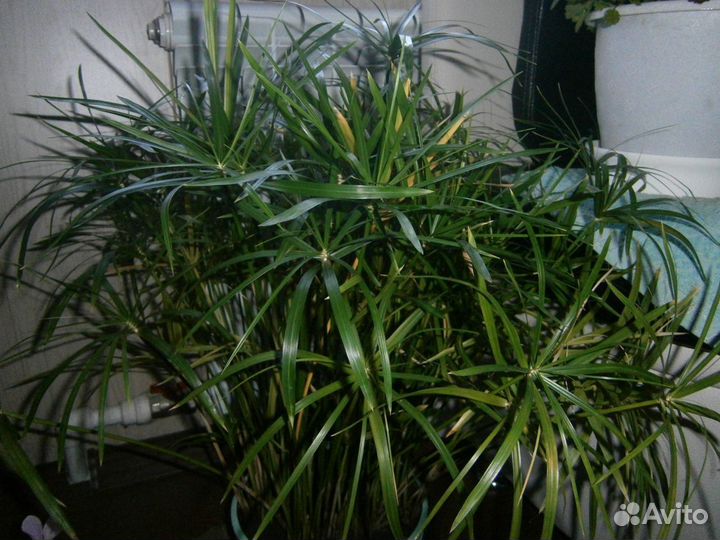 Комнатные растения