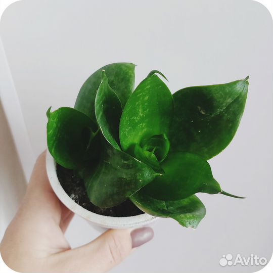 Комнатные цветы, Домашние растения