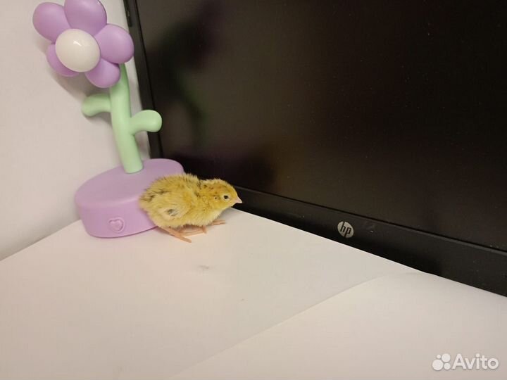 Перепёлочки