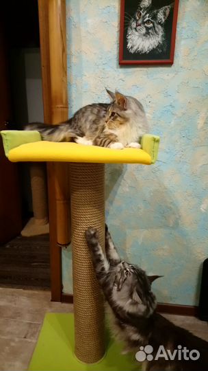 Когтеточки для мейн кунов