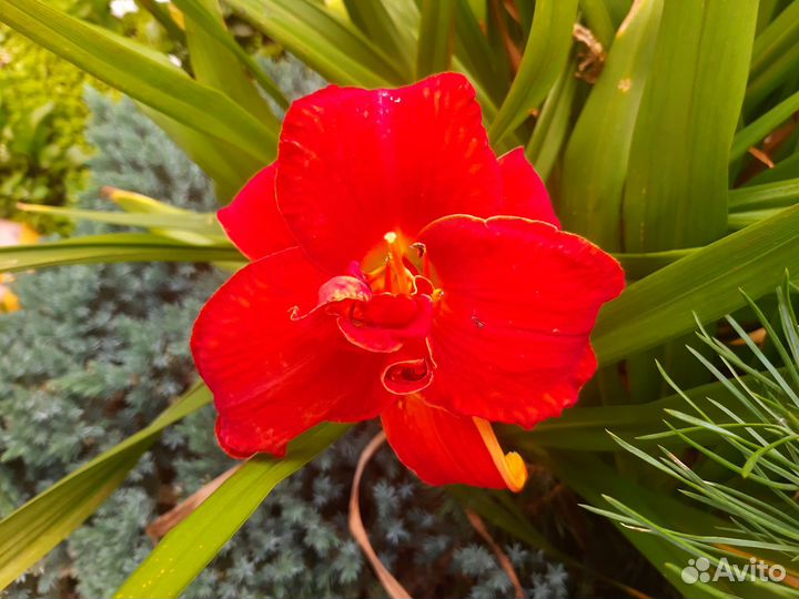 Лилейники сортовые, махровые тюльпаны, ирисы