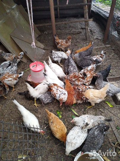 Куры молодки домашние