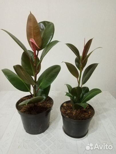 Комнатные домашние растения