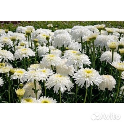 Махровая ромашка Вайлар Суприм