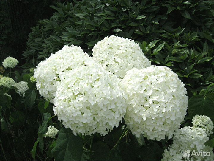 Гортензия «Анабель».Саженцы. Рассада цветов