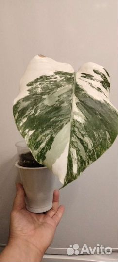 Монстера Альба и другие