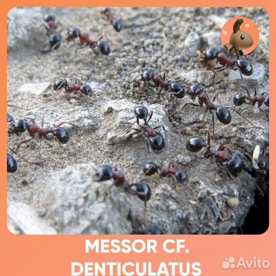 Messor denticulatus / Мессор дентикулатус