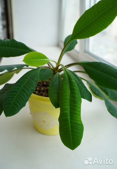 Молочай комнатный