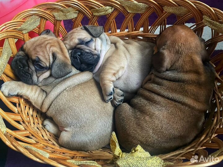 Малыши французики