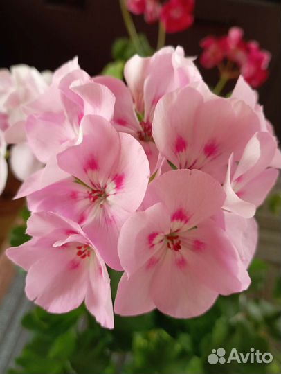 Черенки домашних цветов