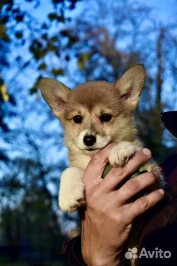 Элитные малыши