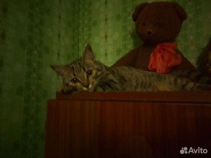 Очень нужен постоянный дом и заботливые хозяева