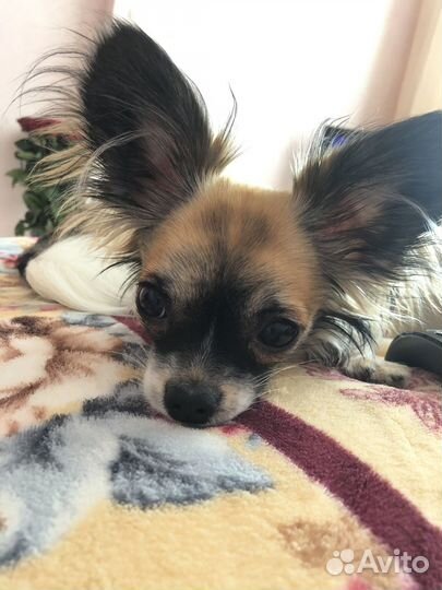 Кобель на вязку (чихуахуа и папийон)