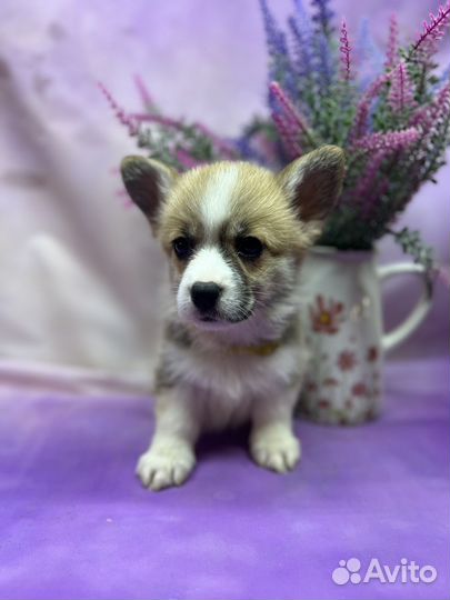 Вельш корги пемброк девчонки