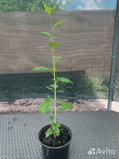 Гибискус, вереск, туя смарагд растения