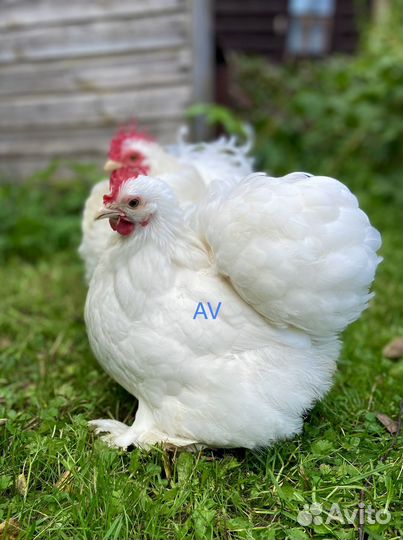 Карликовые кохинхины