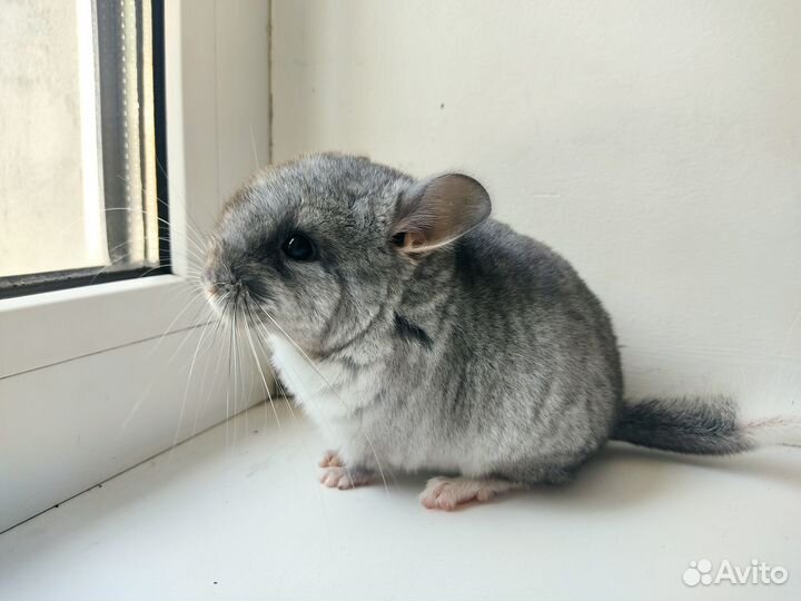 Шиншилла серый Вильсон Девочка