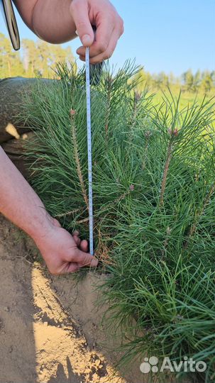 Саженцы сосны и ели окс от производителя