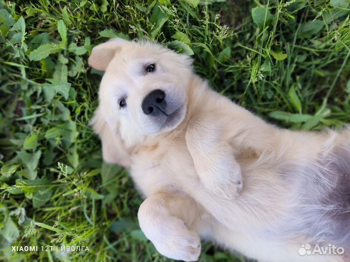 Золотистый ретривер