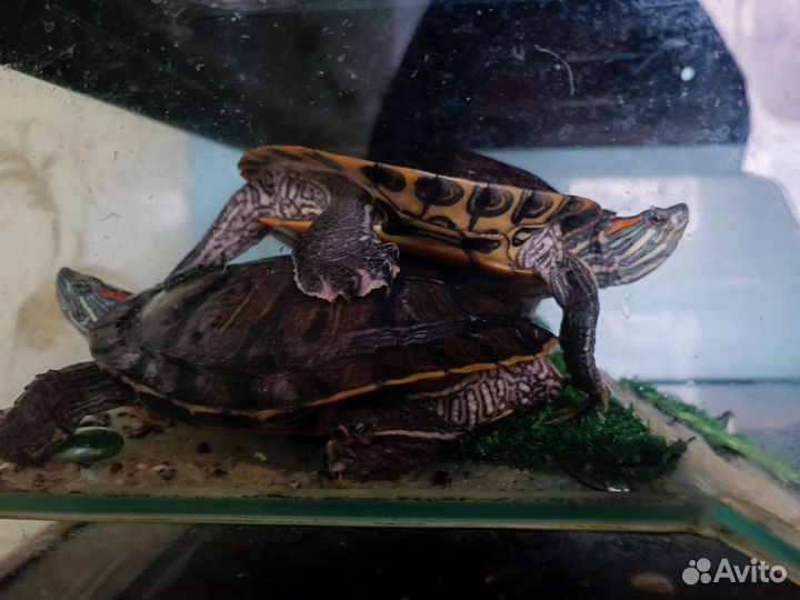 Красноухая черепаха с аквариумом