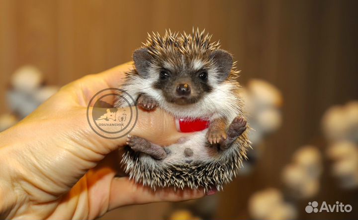 Ручные ежата.Ежи. Африканские карликовые ежи