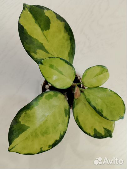 Декоративно лиственные комнатные растения