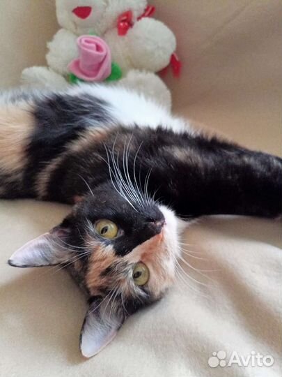 Кошечка 1,5 года