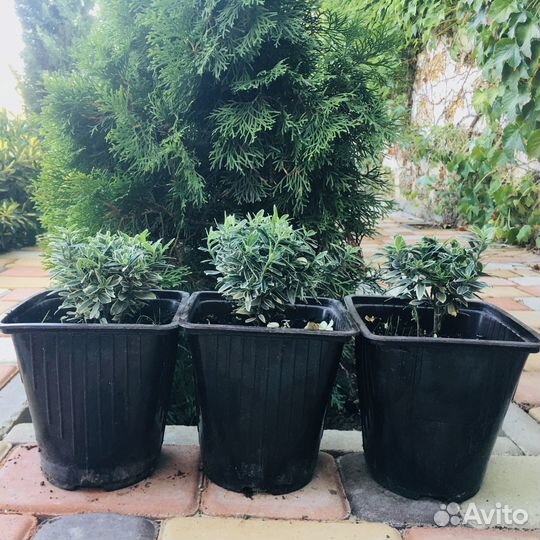 Саженцы хвойных растений