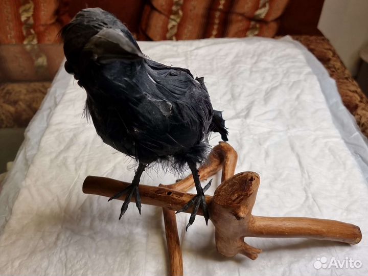 Чучело вороны на ветке