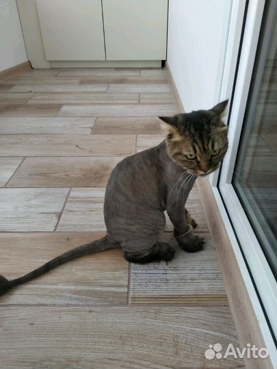 Стрижка Кошек (выезд)