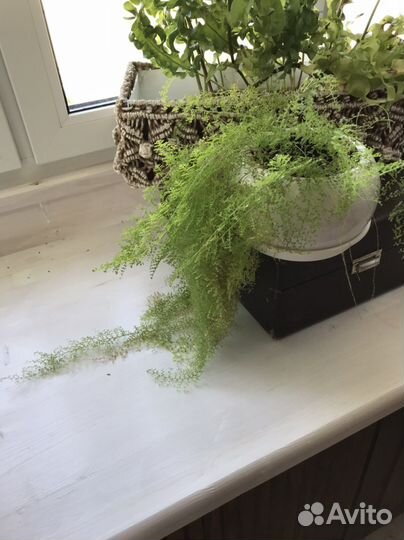 Папоротник нефролепис кружевной