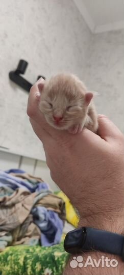 Котята мейн-кун