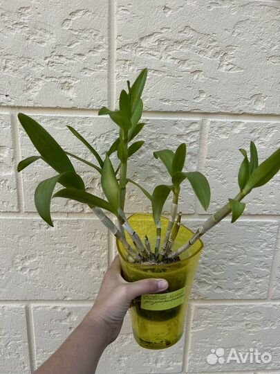 Орхидея дендрофаленопсис