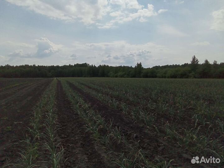 Чеснок