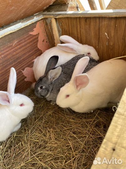 Кролики (великаны) мясных пород