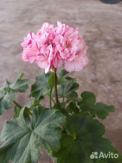 Пеларгония герань