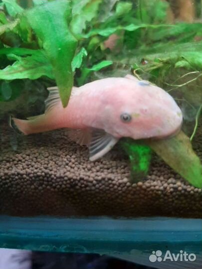 Номерной сом L-144 Snow White