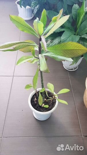 Молочай, аглоанема, бегония,каланхое