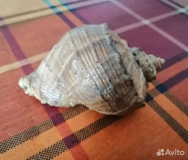 Морские ракушки