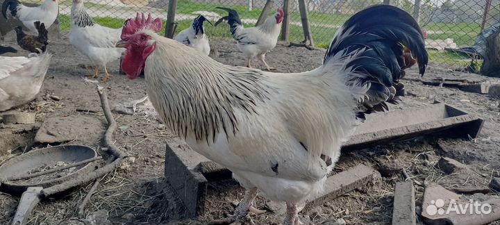 Молодые петухи