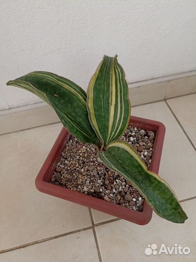 Сансевиерия сортовая