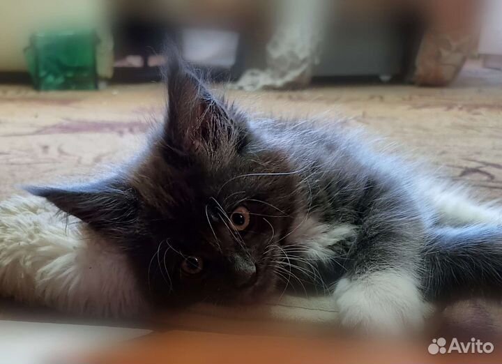 Котята Мейн-кун