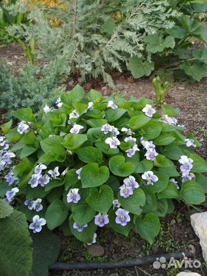 Аптения,Фиалка уличная, мелисса лимонная