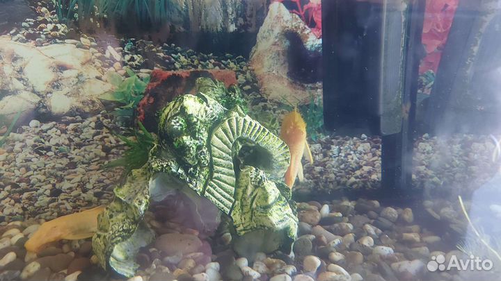 Аквариум с рыбками
