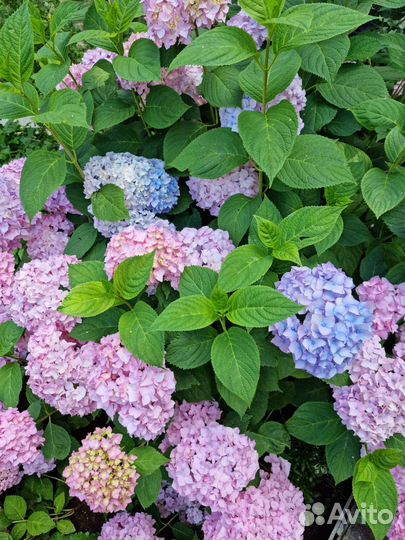 Широколистная гортензия