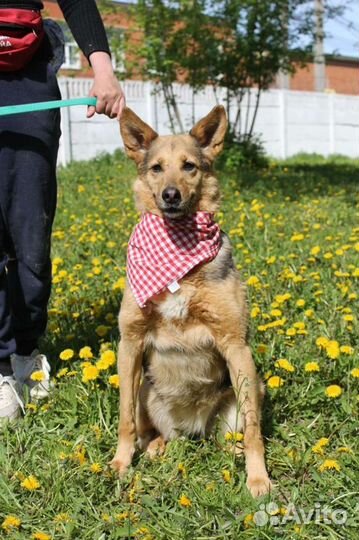 Никто не дарит собаке в приюте любовь
