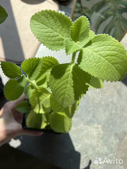 Плектрантус домашняя мята в горшке